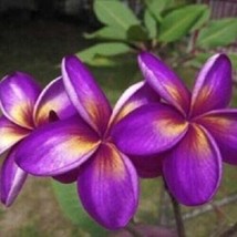 5 Purple Yellow Plumeria Seeds Plants Flower Flowers - £7.86 GBP