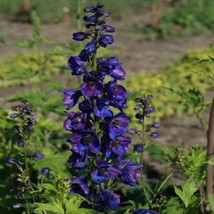 50 Giant Black Knight Delphinium Seeds Perennial Flower Seed Flowers 775 USA - $9.00