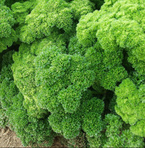 Triple Moss Cur Parsley Curly Leaf Herb USA Fast Shipping - £12.20 GBP