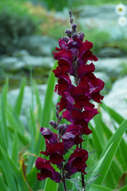 250 Welcome Snapdragon Antirrhinum Majus Dark Crimson Near Black Flower Seeds Fr - $15.00