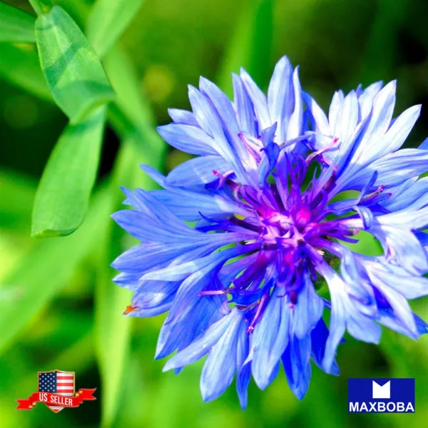 100+ Bachelor Buttons Cornflower Flower Seeds Non Gmo Heirloom Fresh Garden Beau - £5.55 GBP