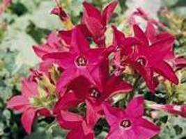 Nicotiana Alata -s Seeds Home Garden Multi-Color Optional YR Item NO: SH112023C - £12.59 GBP