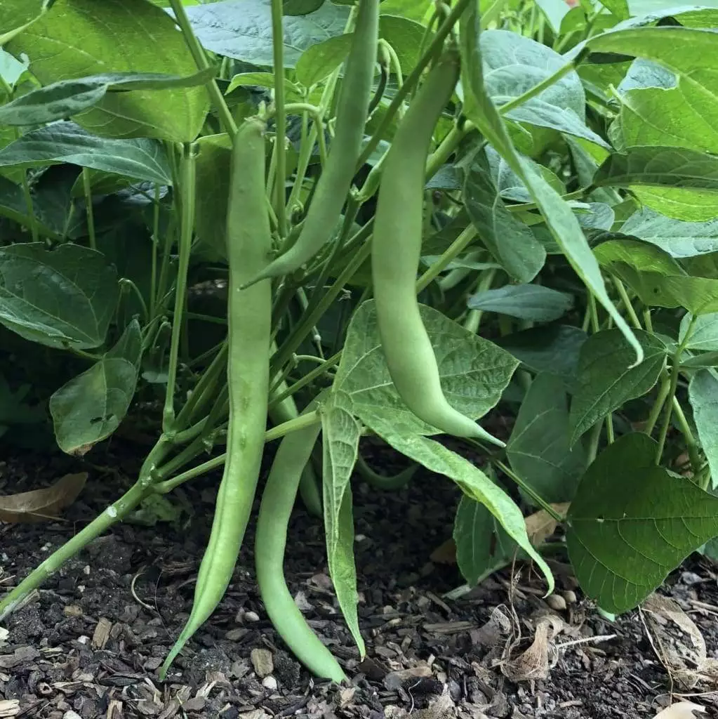 Improved Tendergreen Bean Bush Stringless 50 Seeds - $16.30