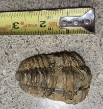 4 Inch Natural Antique Trilobite Fossil Arthropod Moroccan #1 - $13.86