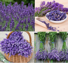 Lavender Mix Munstead &amp; Vera Perennial Medicinal Dried Flowers Nongmo 200 Seeds - £9.92 GBP