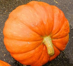 Grow In US Big Max Pumpkin Seeds 10+ Vegetable Garden Avg Weight 50-100 Lbs+ - £6.53 GBP