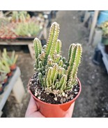 Fairy castle cactus | Acanthocereus Tetragonus | 4in pot - $37.07 CAD