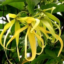 5 Cananga Odorata Ylang Ylang Fragrant Flowers Seeds For Planting   - £15.46 GBP