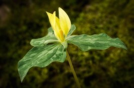 Yellow Trillium 20 bulbs (T. luteum) wildflower image 7