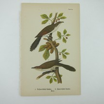 Bird Litho Print Yellow &amp; Black-billed Cuckoo John James Audubon Antique 1890 - £15.72 GBP