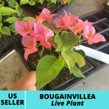 1Pcs Bougainvillea Orange King Bougenvil Flower Live Plant - $37.45