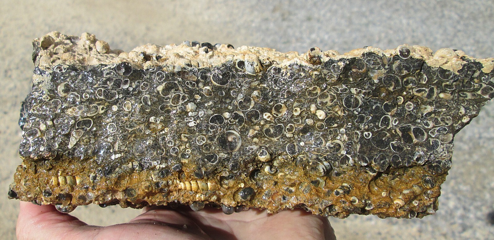 Turitella Fossil Agate Rough 8Inch X 41/2Inch X 3Inch 6Lbs 54Ozs New Fre... - $108.00