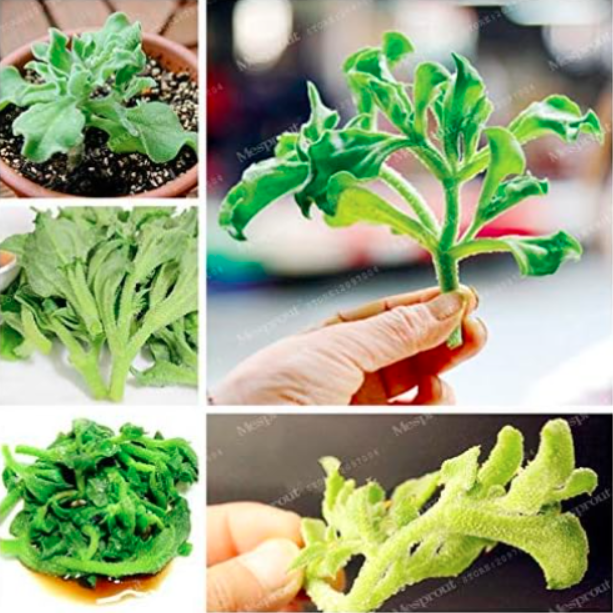 Ice Mesembryanthemum Crystallinum Seed Ice Like Kind Vegetables - $9.99