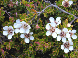 Leptospermum Rupestre Alpine Tea Tree Seeds - £8.25 GBP