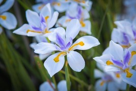 VP African Iris - Fortnight Lily - Dietes Iridioides - 30 Seeds 2024 - Usa - £4.66 GBP