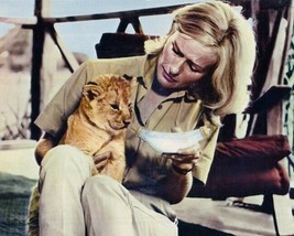 Born Free Virginia McKenna feeds baby lion cub 8x10 inch photo - £7.62 GBP