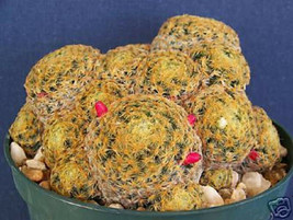 Item image 1 image 1