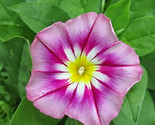 LWK 30 Seeds Rose Ensign Dwarf Morning Glory Seeds Easy Grow - $10.24
