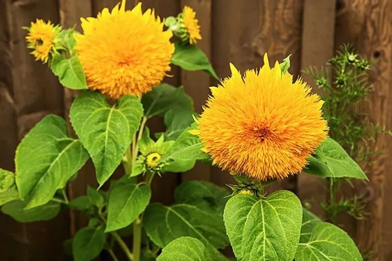 LWS Giant Teddy Bear Sunflower Organic Non Gmo Herb 50 Seeds Fast Shipping - £7.51 GBP