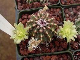 Echinocereus Viridiflorus Hardy Hedgehog Cactus Seeds - £8.87 GBP