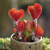 50Pcs succulent seeds Colorful Echeveria rare exotic succulent Hen Chick... - $4.70