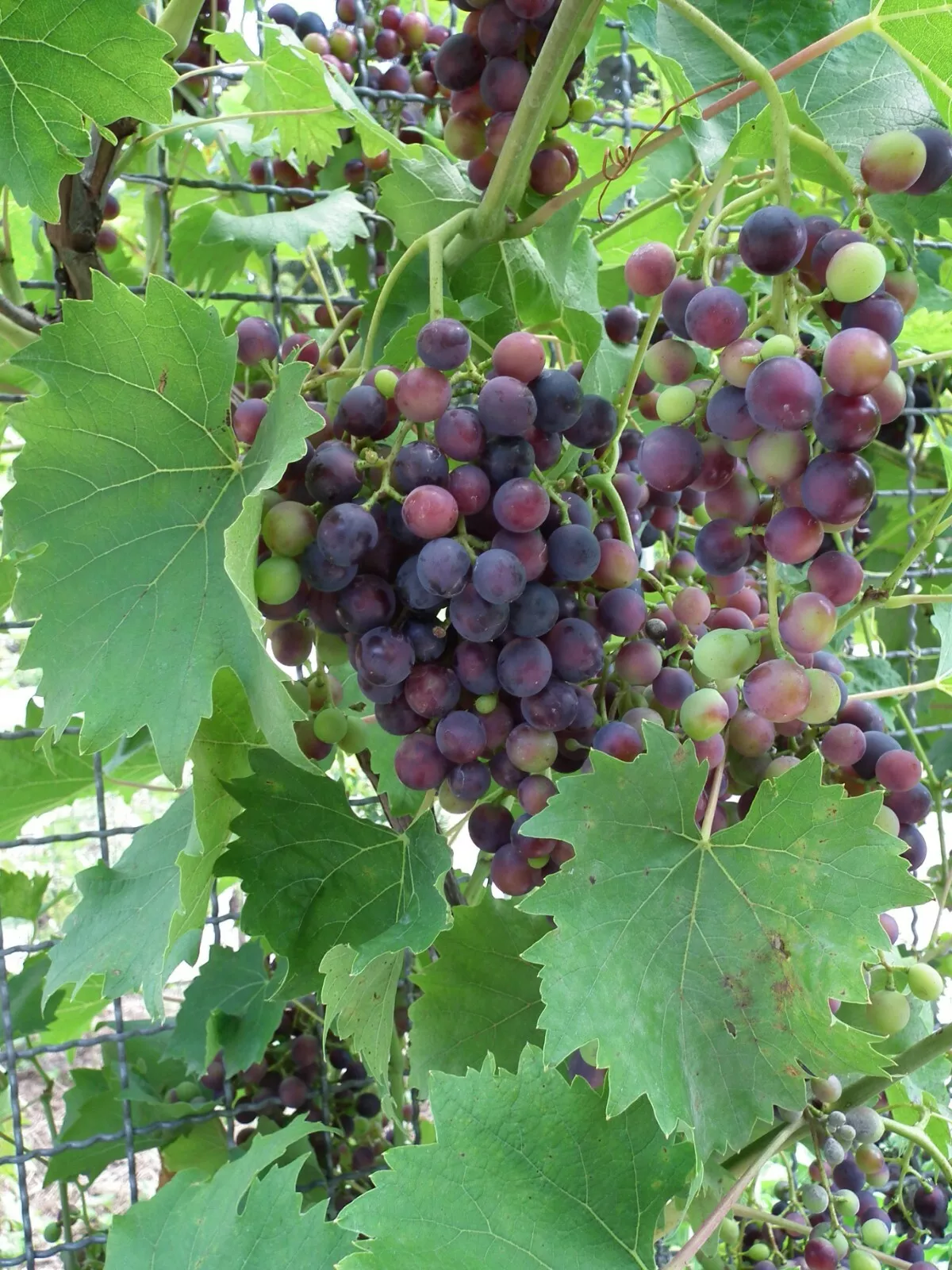 Wine Grape 20 Seeds USA - £6.43 GBP