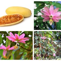 10 Banana Passion Fruit Pink Passion Flower Passiflora Mollissima Yellow Skin Or - $8.45