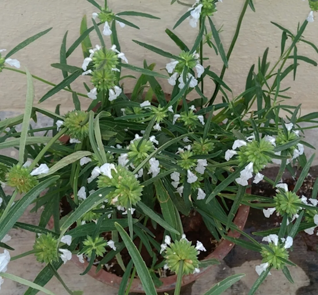 Limited Edition Leucas aspera Thumbai- 20 Garden Herb Seeds! Herb -Garde... - £14.03 GBP