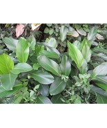 Packing Leaf – Kou - Phrynium pubinerve from East Asia- 5+ seeds - E 264 - £2.35 GBP