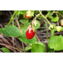 Pure Herbs: Strawberry Leaf - 4 oz. (Natural Herbal Extracts) image 2