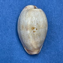 #9 Cypraea (Purpuradusta) gracilis macula 16.4mm F++ Bowden Is. Qld. Aus... - $5.93