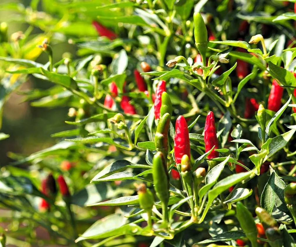 Dwarf Thai Pepper 10 Seeds - $10.00