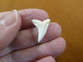 s909-41) 3/4&quot; Modern Blue SHARK tooth Gold or Silver wired pendant necklace - €12,00 EUR