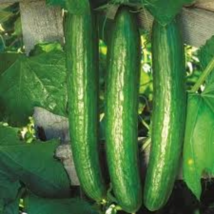 Early Spring Burpless Hybrid Cucumber 50 PCS Seeds - $8.27