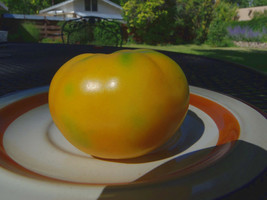 Oaxacan Jewel - Perfect heirloom jewel of a tomato with excellent flavor  - £3.34 GBP