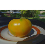 Oaxacan Jewel - Perfect heirloom jewel of a tomato with excellent flavor  - £3.38 GBP