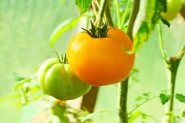 Fast Ship USA Seller 100 Organic Golden Jubilee Tomato Seeds - $9.98