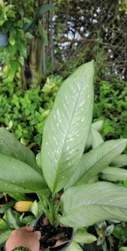 US Seller Rare Dieffenbachia Tikidumb Cane Live Plant In 4 Inch Pot Hous... - $18.98