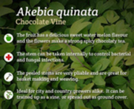 6 scion scion cuttings of Akebia Quinata (aka Chocolate Vine) - £15.82 GBP