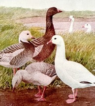 Blue Goose And American White 1936 Bird Art Lithograph Color Plate Print... - $24.99