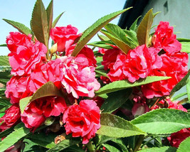 PWO Camellia Balsam Seeds - Impatiens Balsamina Buy 30 Get 30 Free - £5.02 GBP