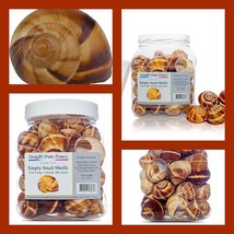 Straight from France Escargot Snail Shells Large 48 Count Crafts Decorat... - $27.71