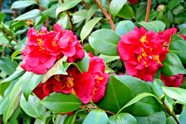 BB 10 Longwood Centennial Camellia Seeds - Camellia Japonica &#39;Longwood C... - $10.85