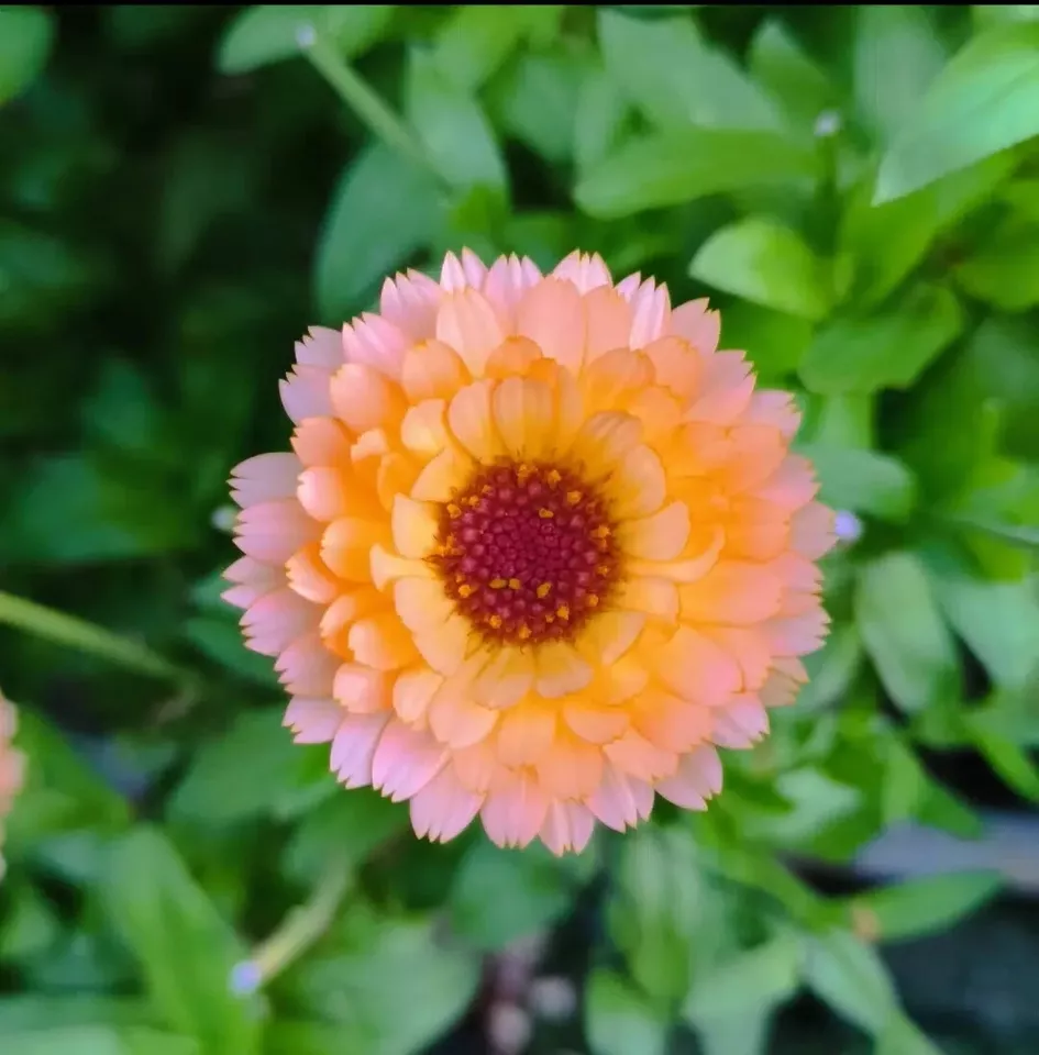 25+ Pink Surprise Marigold Seeds for Garden Planting - $11.00