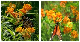 Pack of 800 Seeds Butterfly Milkweed/Monarch Flower (Asclepias Tuberosa) - £22.13 GBP