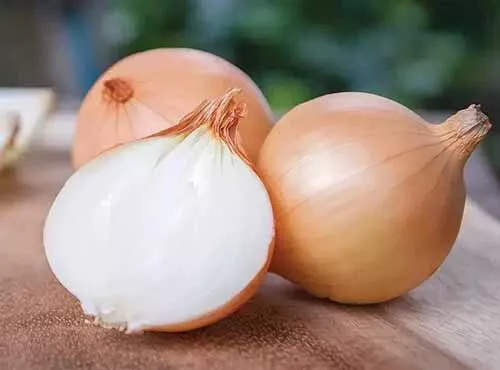 500 Yellow Granex Onion Seeds for Garden Planting - $7.95