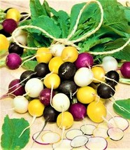 Halloween Mix Radish Seeds 100 Seeds Non-Gmo  Fast Shipping - £6.36 GBP