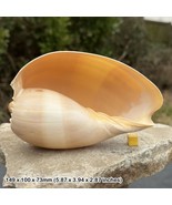 Genuine Milk Conch Seashell - Home Decoration, Art, Crafts &amp; Restaurants... - $21.87