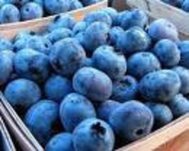 50 Dwarf Blueberry seeds-1019A - £3.12 GBP