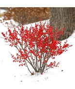 15 Seeds Winterberry Berry Poppins Flowers Fast US Shipping - $13.37 CAD